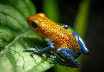 Oophaga pumilio "Charco la pava"