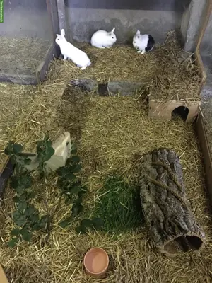 Ferienbetreuung für Kaninchen, Meeris & Hühner auf dem Weidhof
