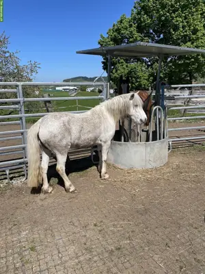 Offenstallplatz für Pony/Kleinpferd Teilversorgung, Biglen BE