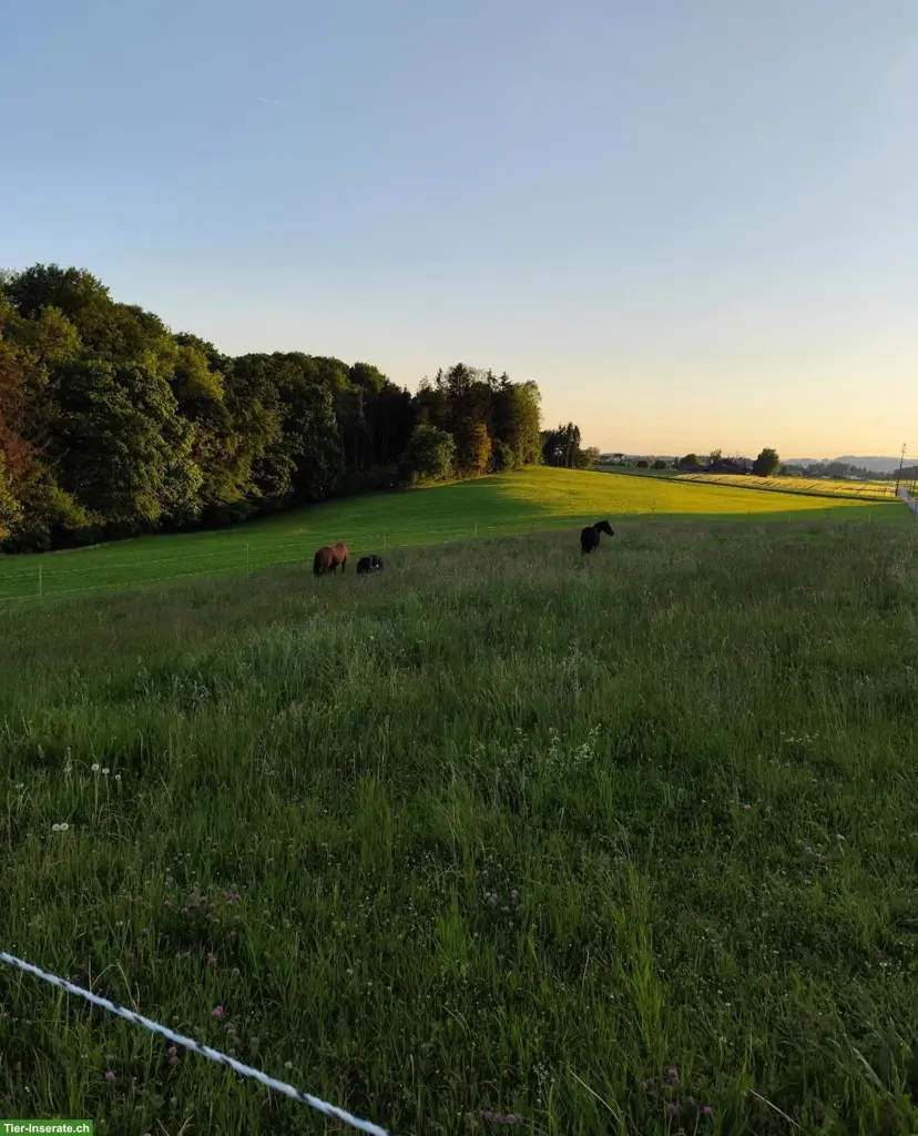 Auslaufboxe mit Trail in Homburg TG