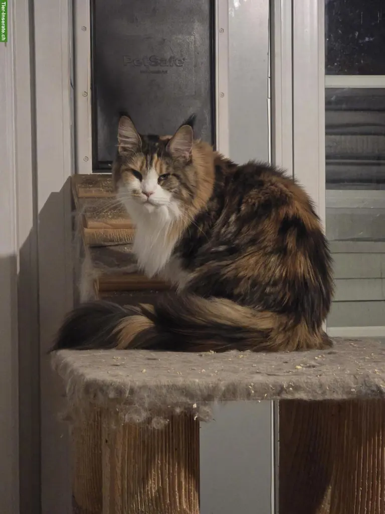 Maine Coon Katze, 4-jährig