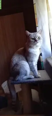 Deckkater Britisch Kurzhaar, silver-tabby