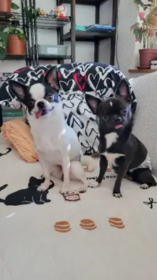 Oreo & Noxx – das Yin-und-Yang-Duo