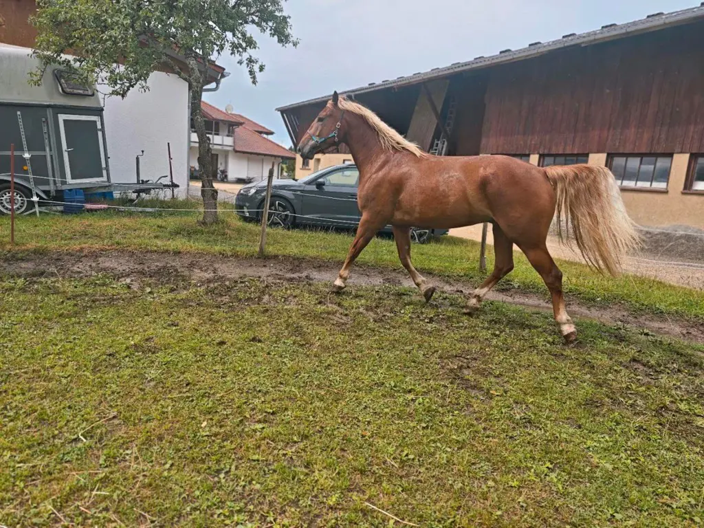 2x Offenstall Platz Renterplatz Sommerweide
