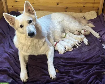 Berger blanc Suisse Welpen in liebe Hände abzugeben