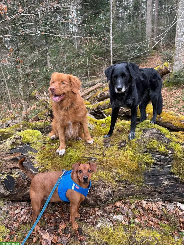 Hundelodge Bern | Hundebetreuung & Hundetagesstätte