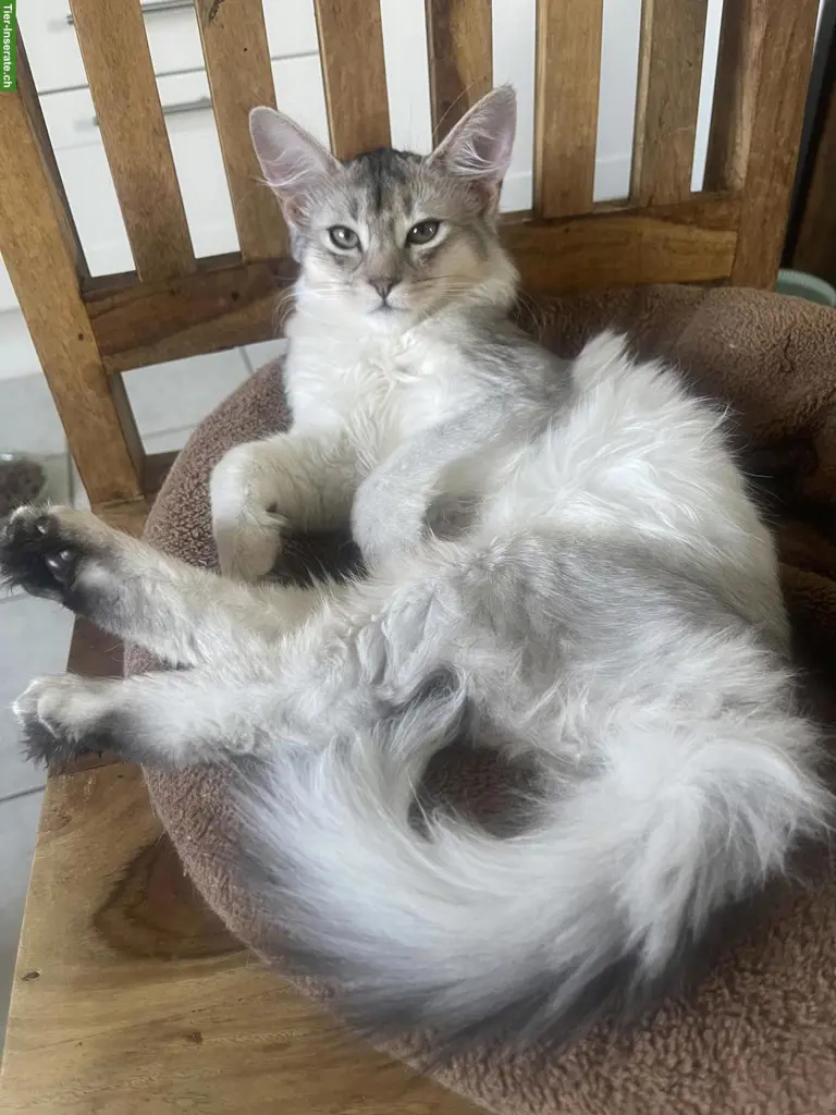 Somali Kitten mit Stammbaum