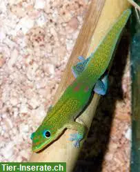 Goldstaub-Taggeckos zu verkaufen
