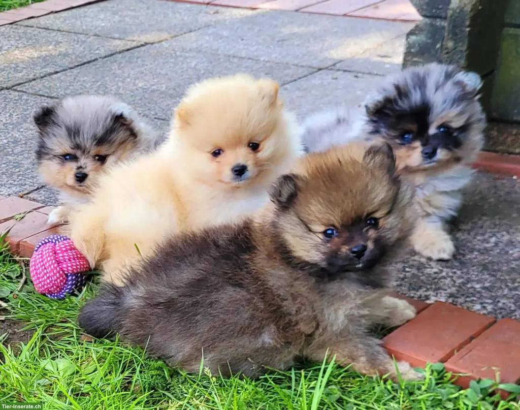 Zwergspitz / Pomeranian Welpen, weiblich + männlich
