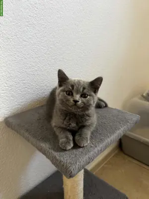 BKH Kitten Blue und Blue Weiss