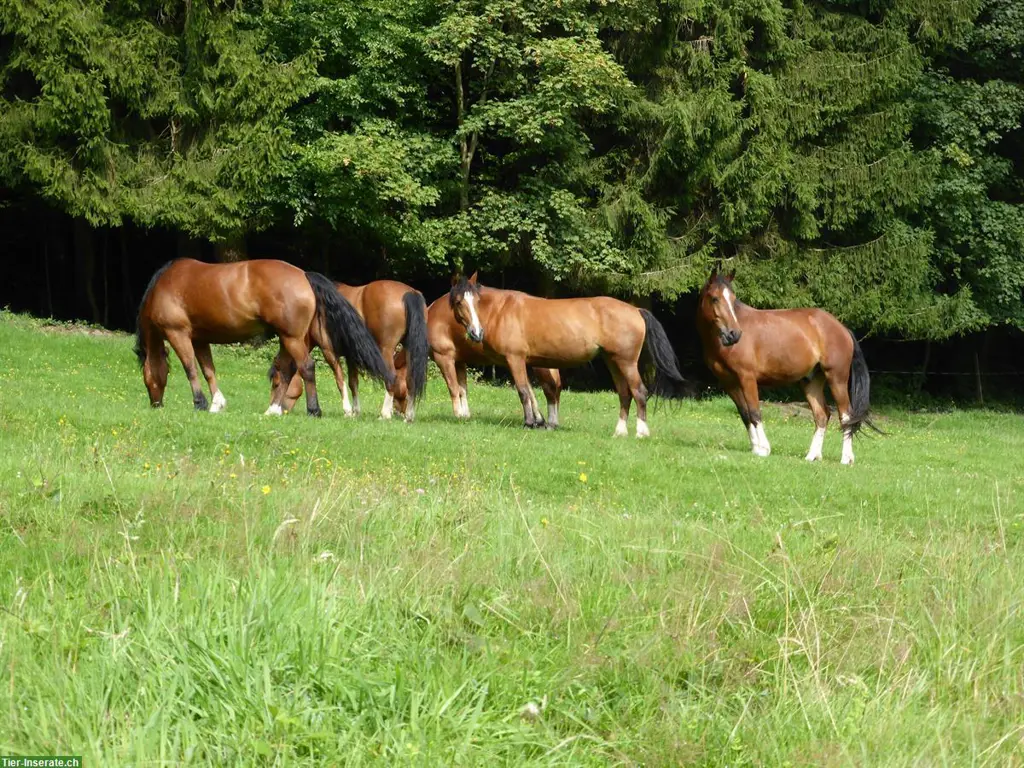 Reitbeteiligung/Pflegepferd in Eglisau ZH zu vergeben