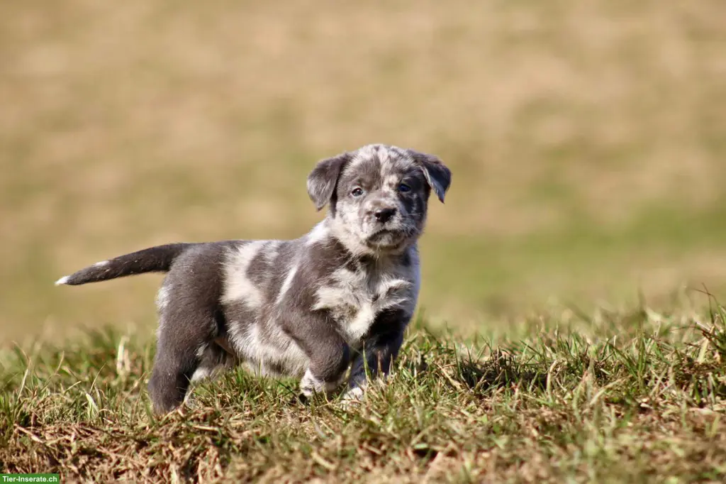 Reinrassige Labrador Welpen Blond / Merle