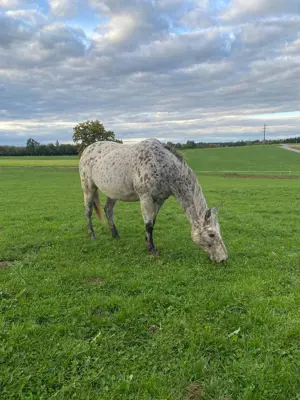 Appaloosa Stute tolles Freizeitpferd