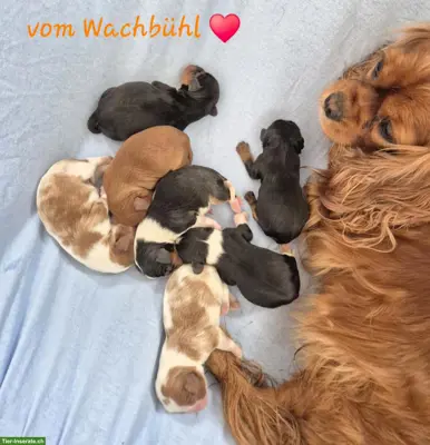 Wunderschöne Cavalier King Charles Spaniel Welpen mit Ahnentafel