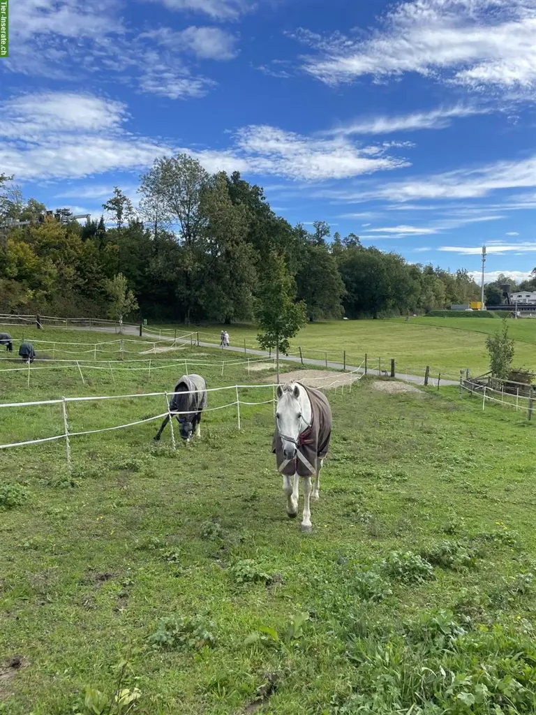 Pferdeboxe frei in Adliswil/Kilchberg ZH, täglicher Auslauf