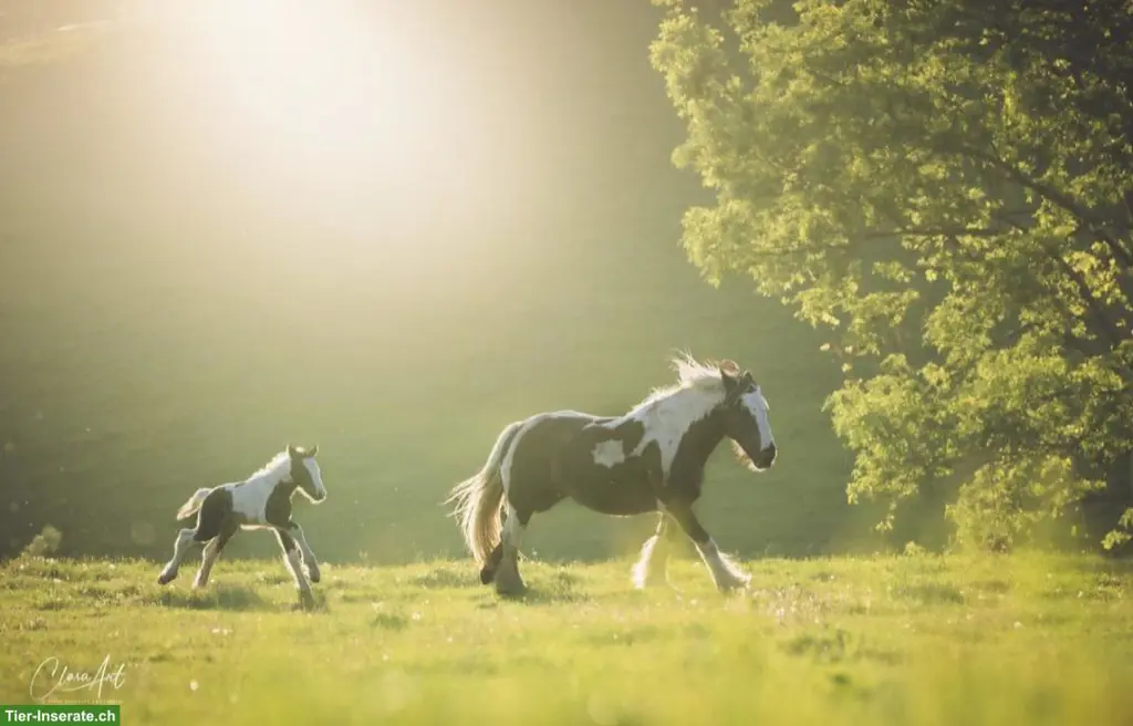 Irish Cob Zucht | wir stellen uns vor...