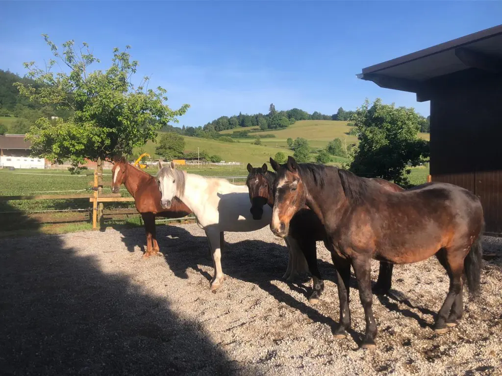 Nebenjob: Stallhilfe in Dintikon AG