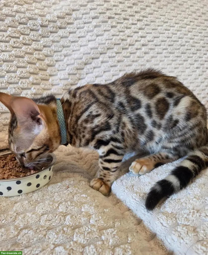 Bengalkatzen suchen ein liebevolles Zuhause