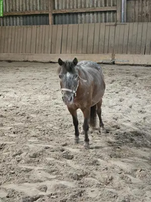 Shettlandpony Stute zu verkaufen