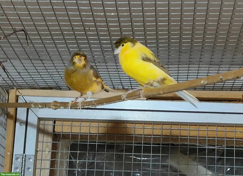 Zebrafinken, Kanarienvögel und Japanische Mövchen