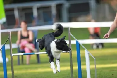 Border Collie Deckrüde, KEIN Verkauf