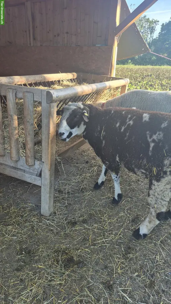 Schägge-Schafbock zu verkaufen