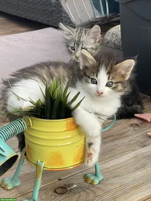 Norwegische Waldkatze, Kitten suchen ihre Herzensmenschen ❤️