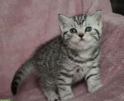 Gryffindors hat zauberhafte BKH-Tabbykitten