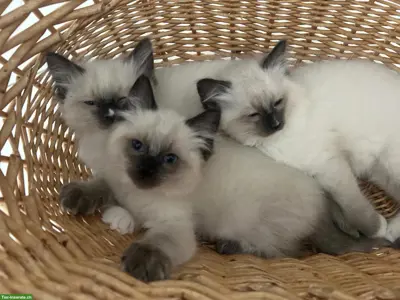 Wunderschöne Ragdoll Kitten mit Stammbaum
