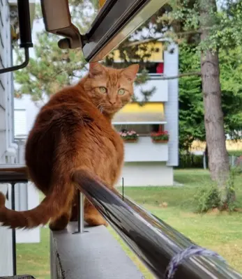 Luca – unser roter Kater mit grossem Schmusefaktor