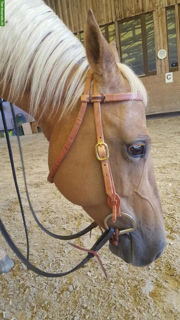 Spazier- & Pflegebeteiligung für Quarter Horse in Eich LU