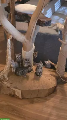 Reinrassige Bengal Kitten