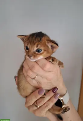Entzückende Abessinier Kitten, Kater
