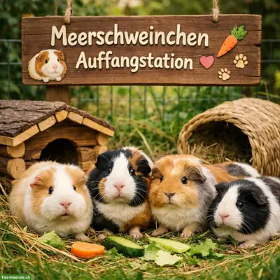 Meerschweinchen Auffangstation & Vermittlung