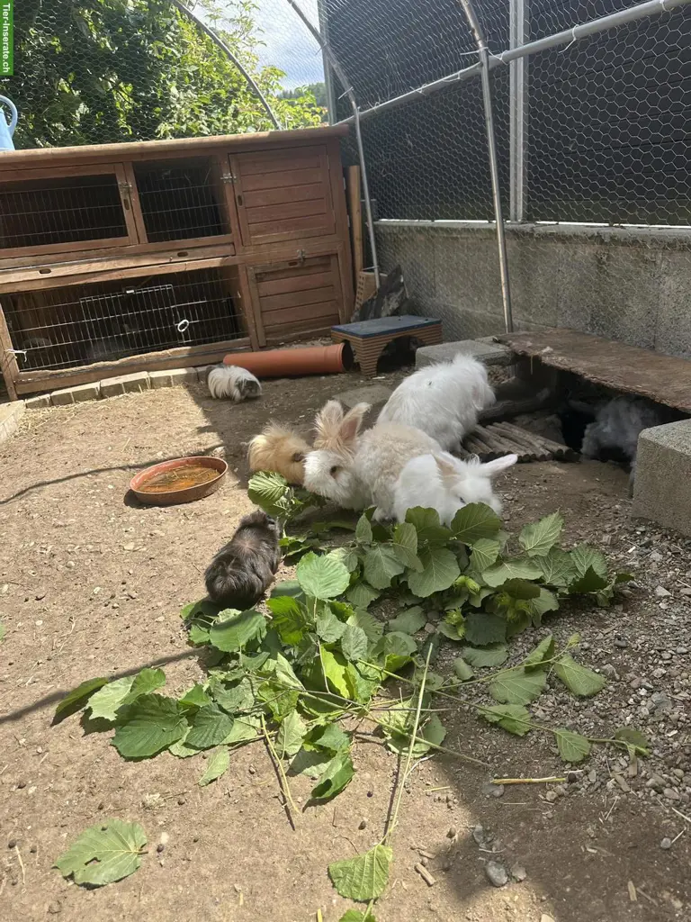Kaninchen, Meerschweinchen Vermittlung
