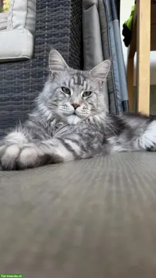 Maine Coon Deckkater