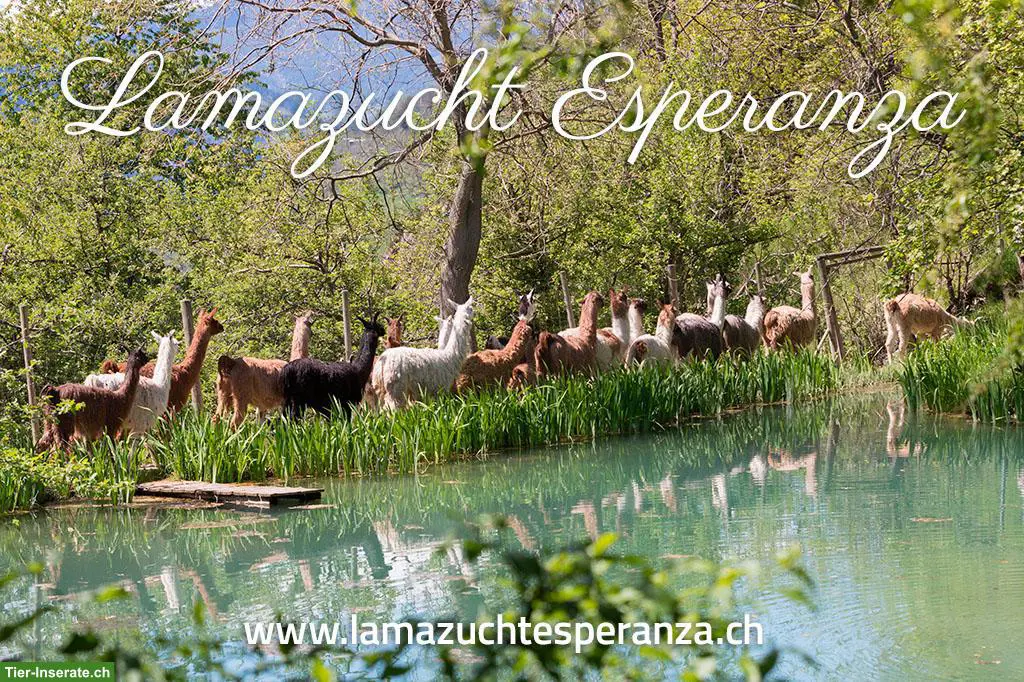 Schöne Suri und Silky Lama zu verkaufen