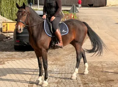 Reitbeteiligung