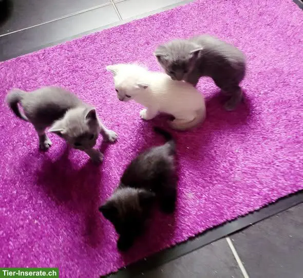 Katzenbabys suchen Lebensplatz