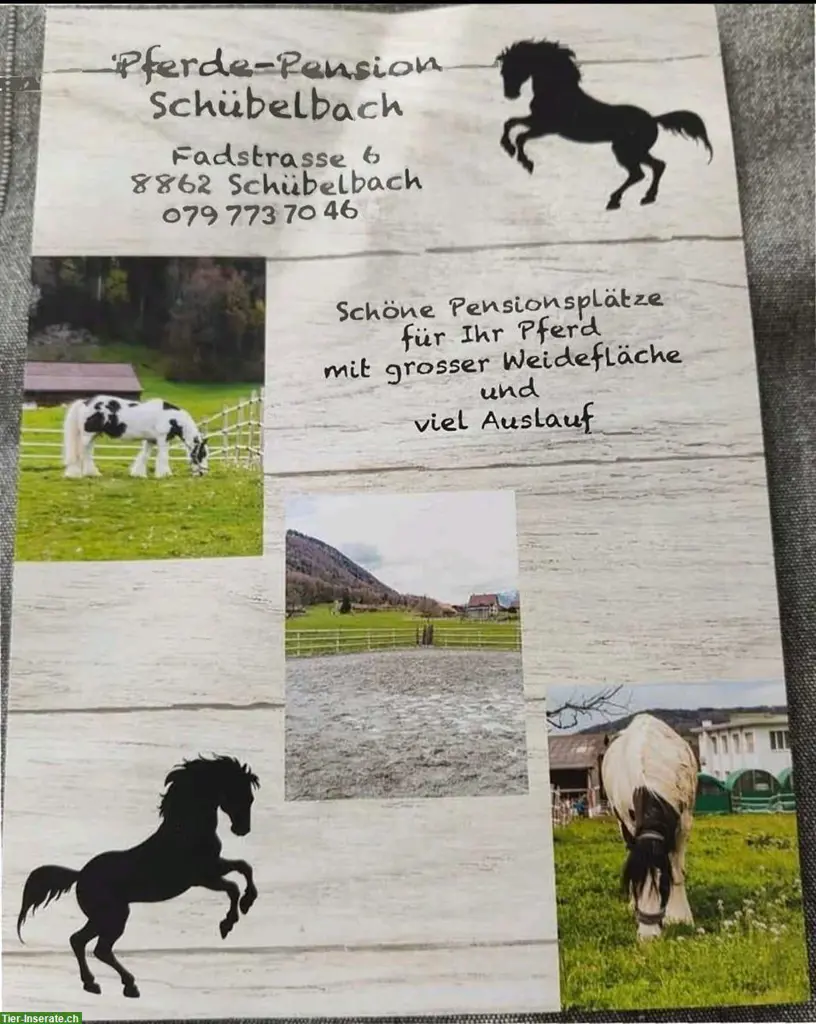 Pferdeboxen zu vermieten in Schübelbach SZ