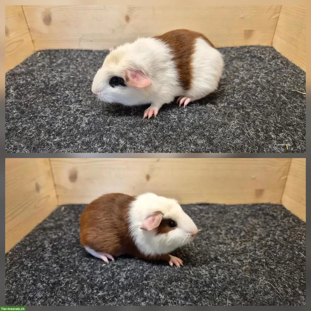 Meerschweinchen Weibchen aus Zucht