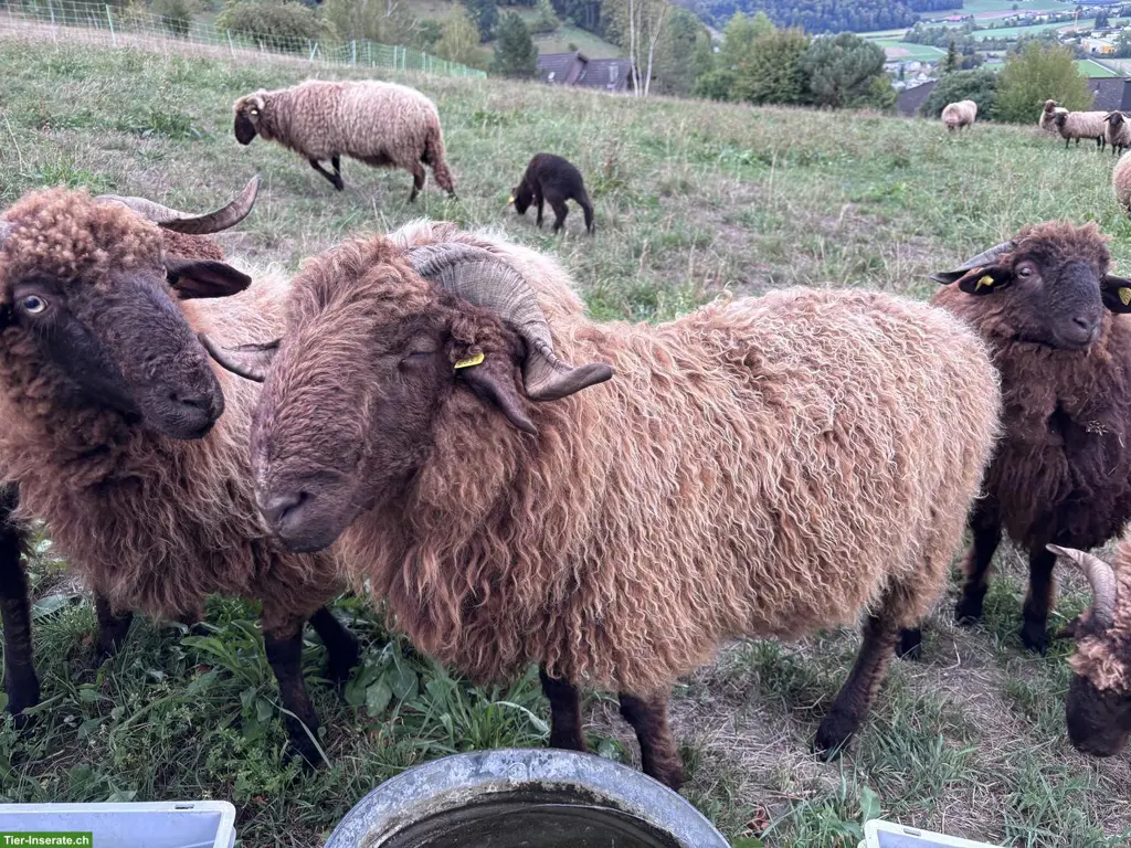 Walliser Landschaf Bock und 2-3 Auen zu verkaufen