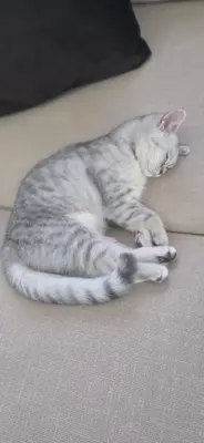 BKH Katze