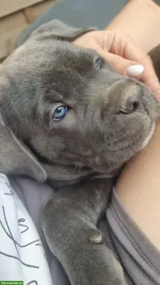 Süsse Cane Corso Welpen reinrassig suchen Lebensplatz