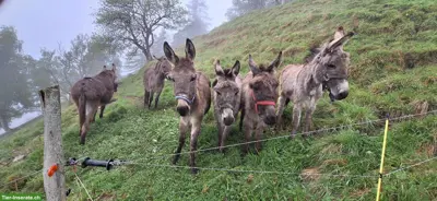 Sömmerungsplatz für Esel, Scheid GR