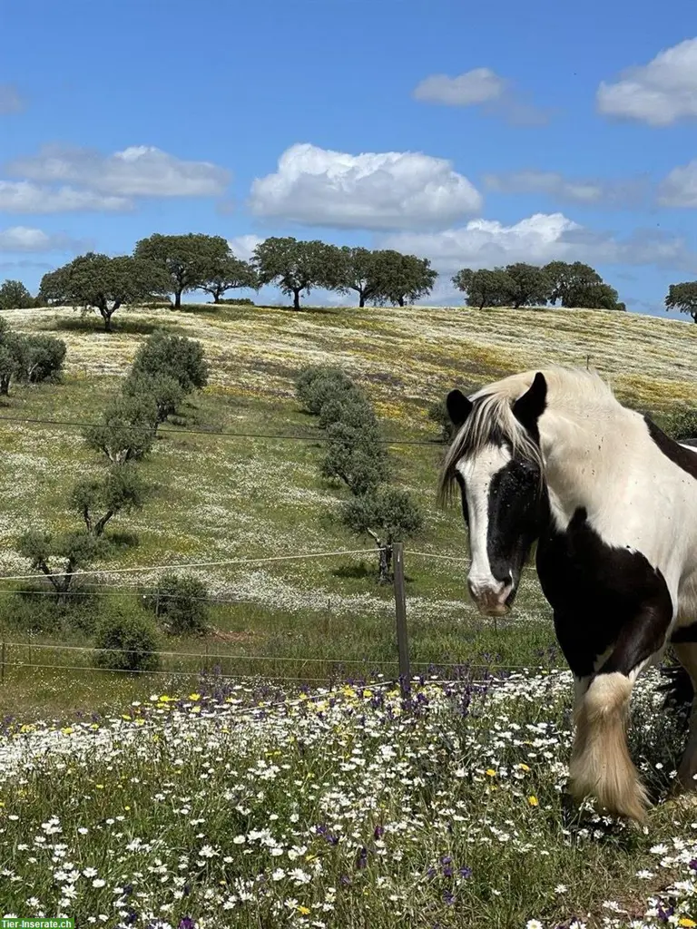 Praktikum auf Pferdehof in Portugal
