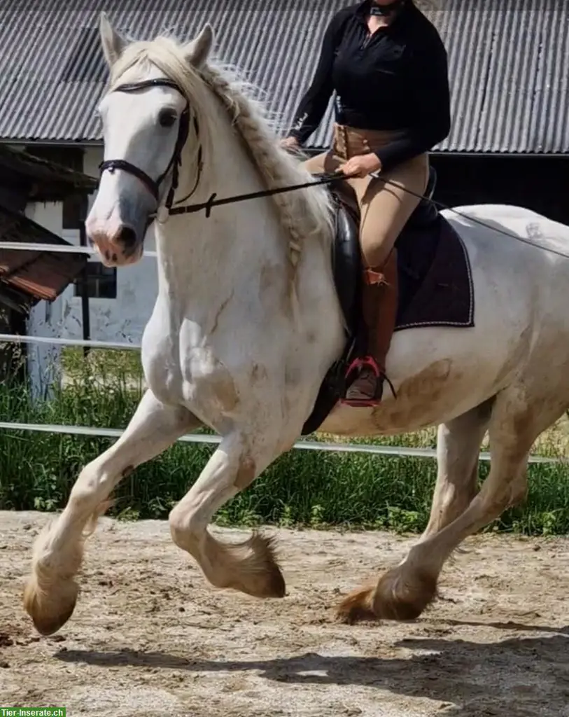 Shire Horses von 2-jährig bis 24-jährig suchen DICH