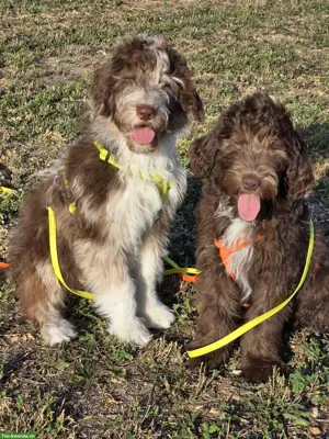 Süsse Aussiedoodle Welpen, weiblich suchen ein Zuhause
