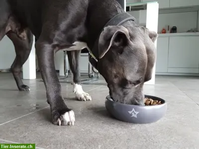 Handgemachte EM-Keramik Näpfe für Hunde & Katzen