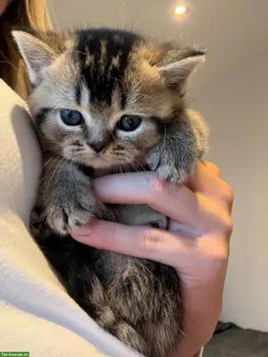 Britisch Kurzhaar Kitten, alle Kater, rasserein